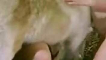 porno avec des animaux,sexe avec un animal