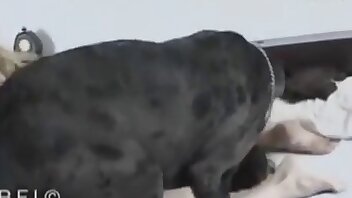 porno con animales,videos de zoofilia gratis