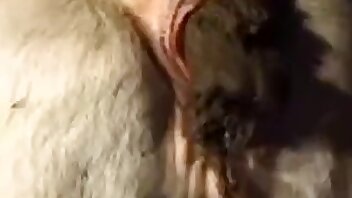 gratis zoo-porno,gratis zoophilia-videoer