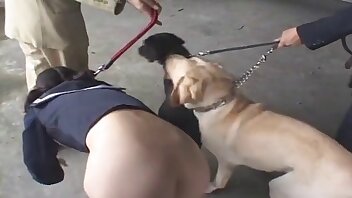 vídeos pornográficos de animais,foda de cachorrinho