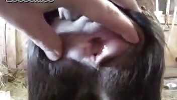 dyreporno videoer,sexede zoofili-partnere