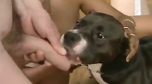 zoo-sex,dog-sex