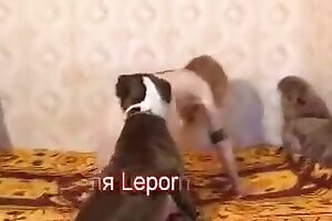 zoophilia,zoo sex