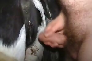 hardcore animal porn,sexual