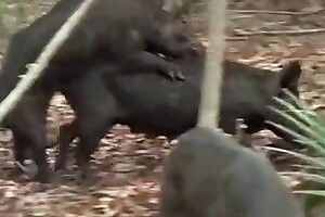 hardcore animal porn,zoo sex