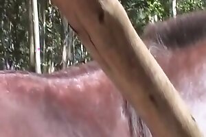 stunning,horse porn