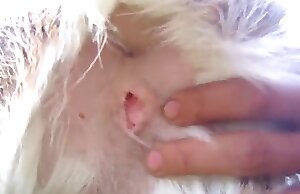 Zoofilia XXX -videoita kuumalla sormella