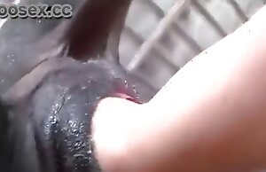 zoo porn