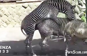 zebras