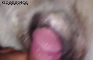 video de zoofilia