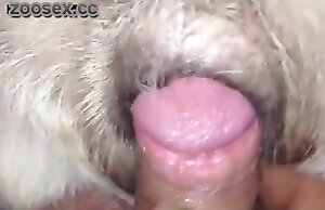 video de zoofilia