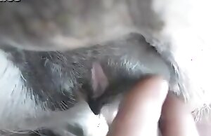 video de zoofilia