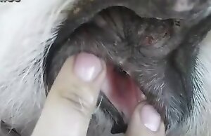 video de zoofilia