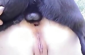 pet animal sex