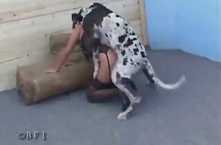 cute beauties,dog porn