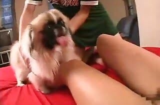 dog porn,oral zoophilia