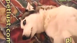 free zoo porn,animal sex videos