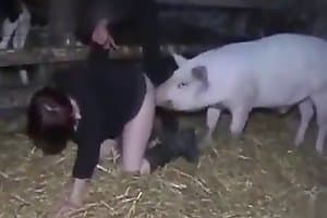 farm sex,pig