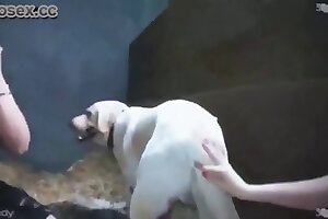 wild animals,zoo sex