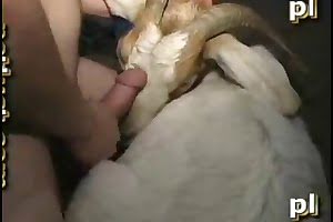farmsex,bestiality