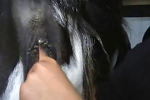 bestiality,cow
