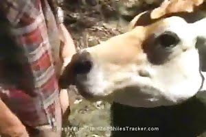 cow,bestiality