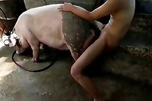 pig,bestiality