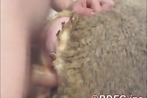 bestiality,zoophilic love