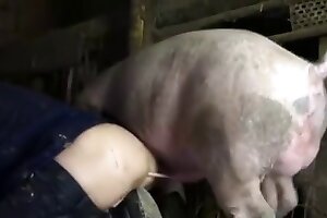 pig,bestiality