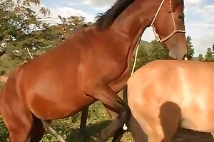 horse porn,beastiality orgasms