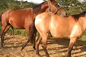 horse porn,beastiality orgasms