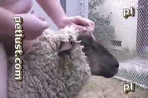 animal porno,bestiality