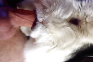 Cena de foda de cachorro com muita boca aberta
