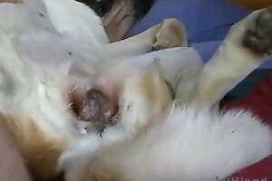zoo sex tube,beastiality orgasms