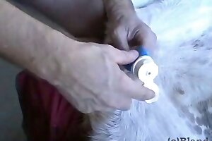bestiality,