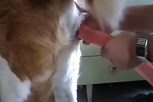 bestiality,