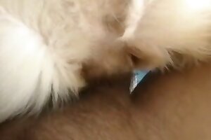 bestiality,