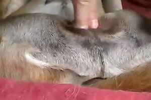 videos zoophilia,vagina