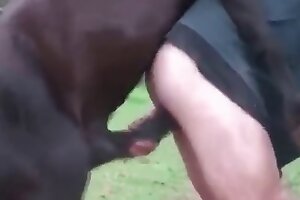 horse porn,bestiality