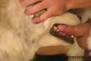 hardcore bestiality,dog sex