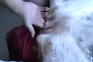 penetrates,dog sex