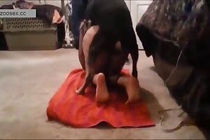dick,dog sex