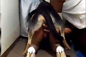 dog