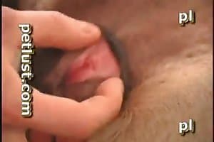 anal