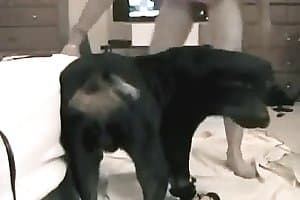 free animal porn