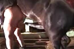 free animal porn