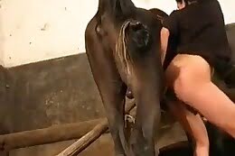 horse sex