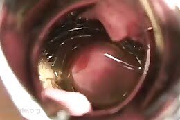 hd bestiality porn