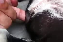 free animal porn