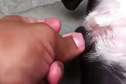 free animal porn